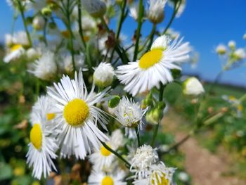 Close-up of white daisy flowers