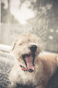 Close-up portrait of dog