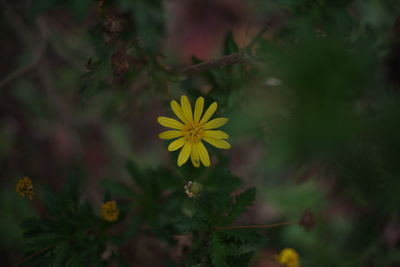 Close-up of yellow flowering plant