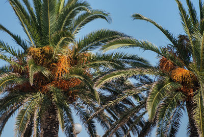 Low angle view of palm tree against blue sky