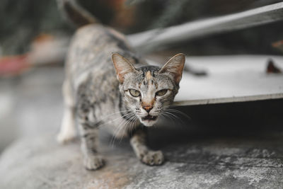 Close-up portrait of tabby cat