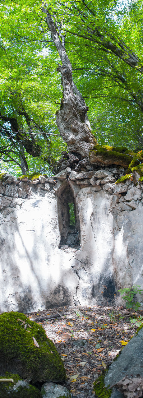 VIEW OF ROCKS IN FOREST