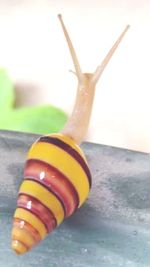 Close-up of snail on table