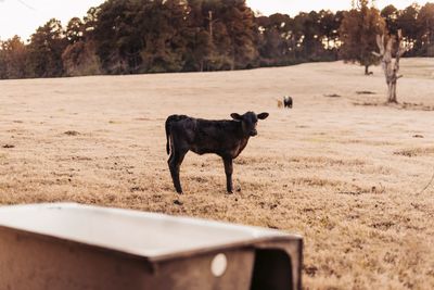 Dog standing in a field