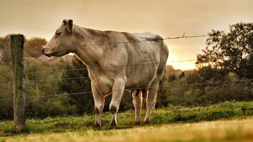 Horses grazing on grassy field