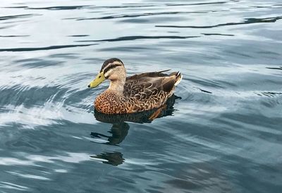 Duck in a lake