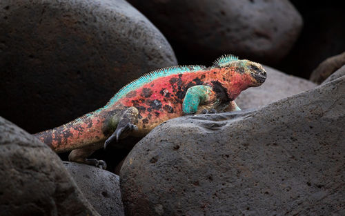 Close-up of lizard on rock