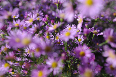 Close-up of purple flowers