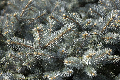 Full frame shot of pine tree