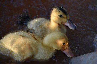 View of duck in lake