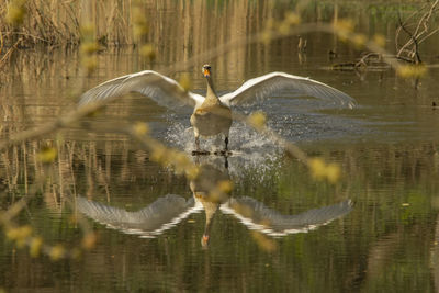 Bird flying over lake