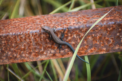 Close-up of grasshopper on rusty metal