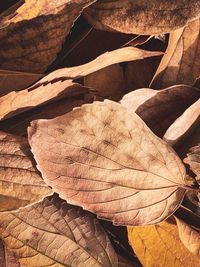 Close-up of dried autumn leaves