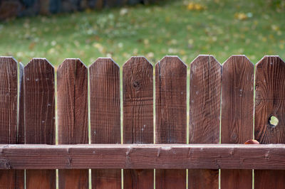 Close-up of lizard on wood