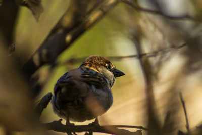 Close-up of bird perching on branch