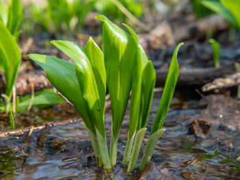 Close-up of plant growing on field