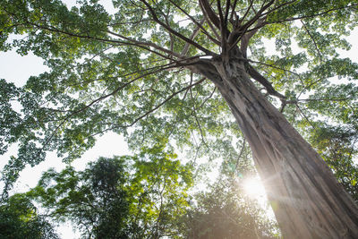 Low angle view of sunlight streaming through trees