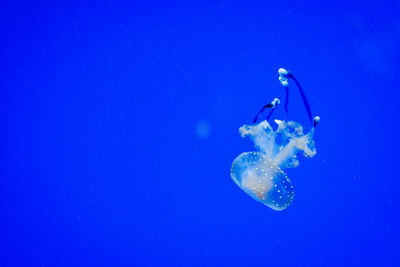 Close-up of jellyfish swimming in sea