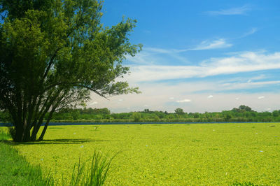 Scenic view of agricultural field against sky