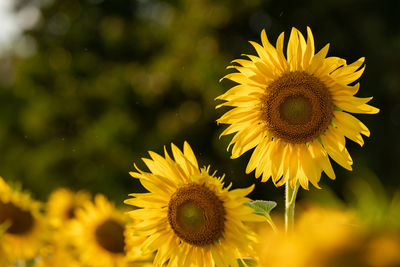 Close-up of yellow sunflower