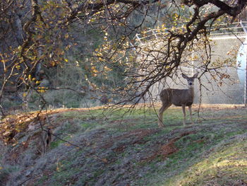 Deer grazing on grassy field