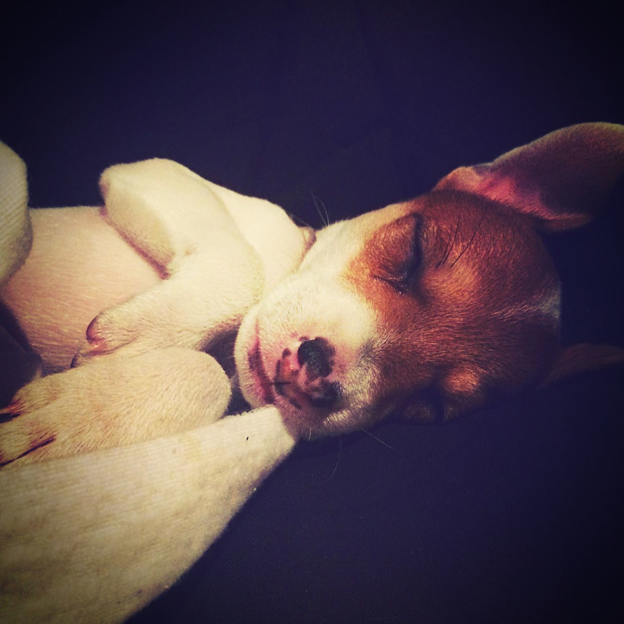 CLOSE-UP OF DOG SLEEPING ON BLANKET