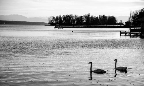 Birds in a lake