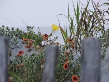 Close-up of plants