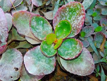 Close-up of fresh green plants