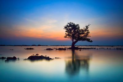 Silhouette tree by lake against sky during sunset