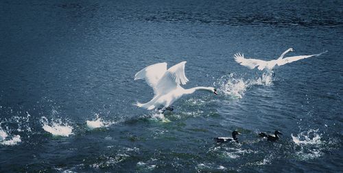 Birds flying in sea