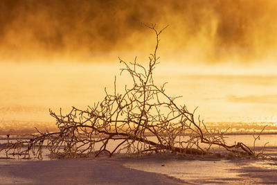 Bare tree against sky during sunset