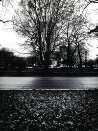 Bare trees along road