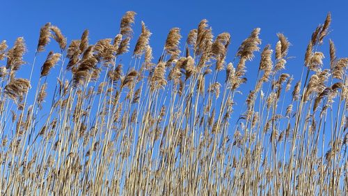 Low angle view of stalks in field against blue sky