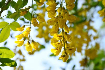 Close-up of yellow flowers