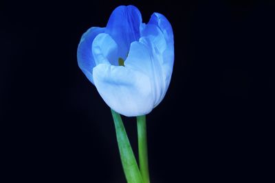 Close-up of tulip against black background