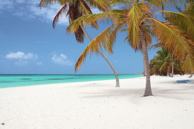 Palm trees on beach against sky