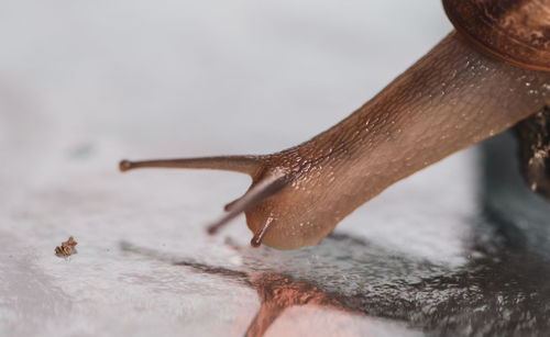 Close-up of snail on table