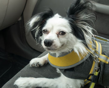 Close-up of dog sitting