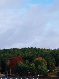 Trees against sky