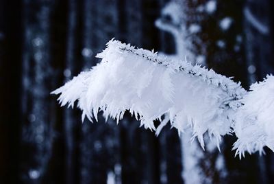 Close-up of snow on tree during winter