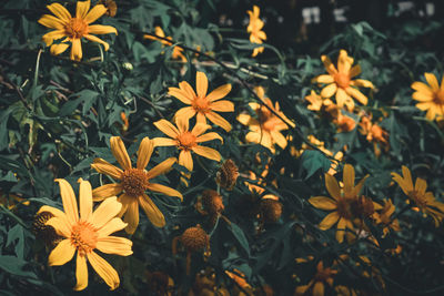 High angle view of orange flowering plants