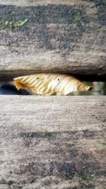 Close-up of mushroom