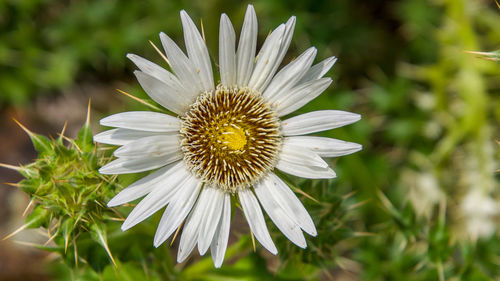 Close-up of white flower in field