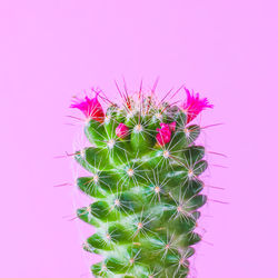 Close-up of cactus plant against pink background