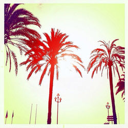 Palm trees against sky