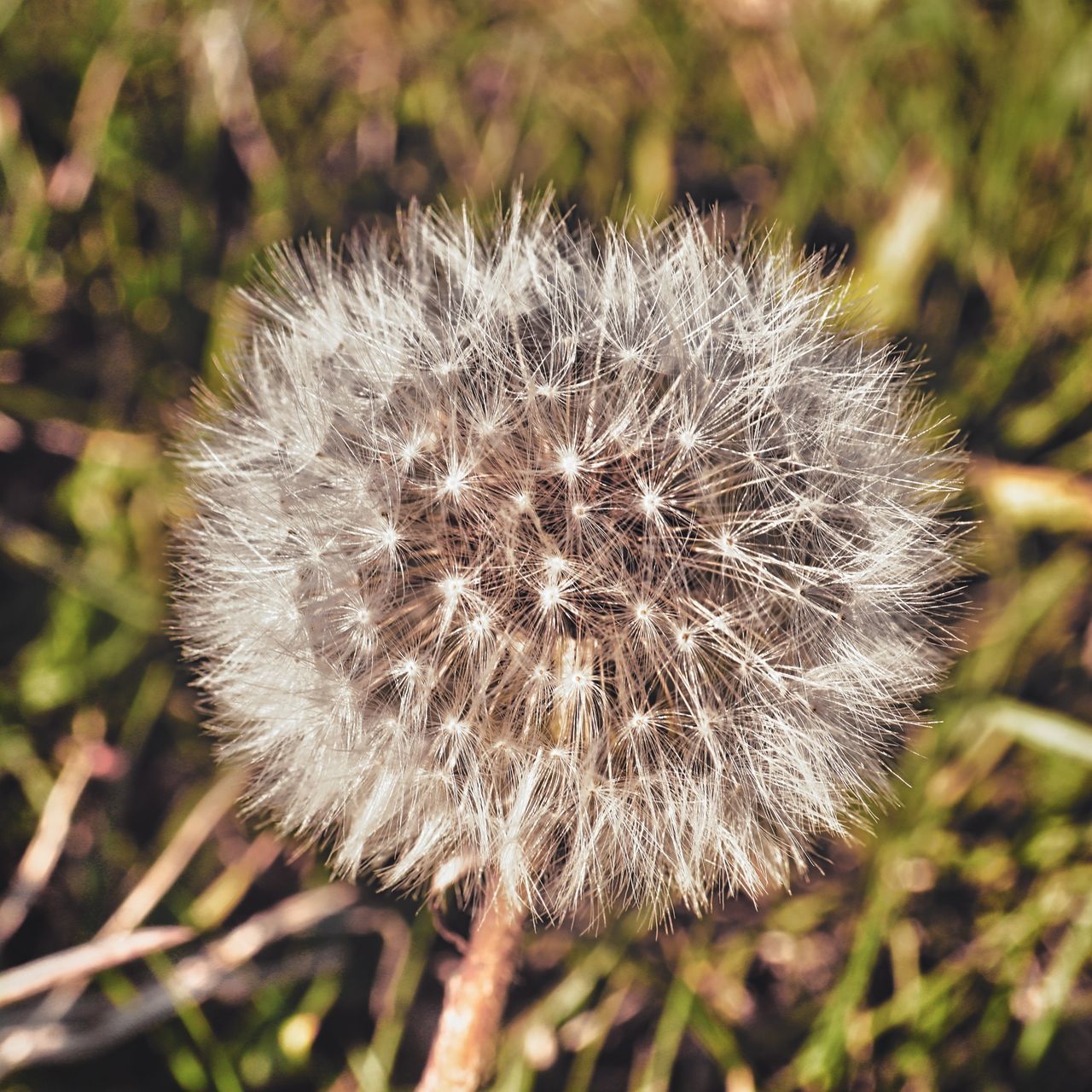 CLOSE-UP OF DANDELION FLOWER GROWING IN FIELD