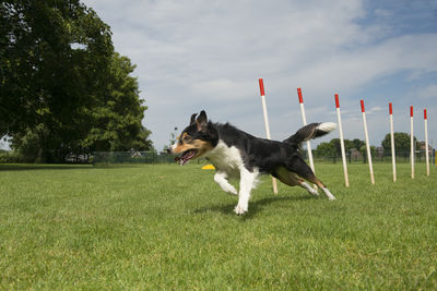 Dog on field