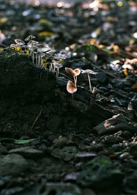 Close-up of mushroom growing on field