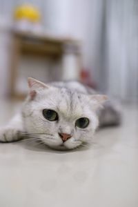 Close-up portrait of a cat